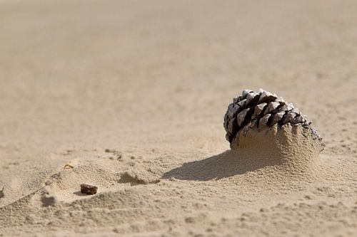 Dennenappel half bedolven onder het zand