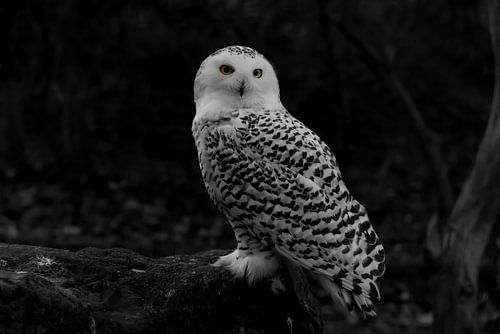 Snowy-Owl, Bubo scandiacus