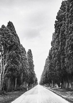 Cypress Avenue Bolgheri Tuscany by Frank Andree
