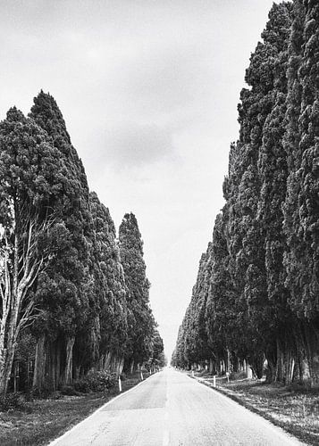 Cypress Avenue Bolgheri Tuscany