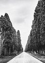 Cypress Avenue Bolgheri Tuscany by Frank Andree thumbnail