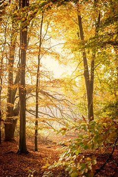 Autumn in gold. by Alie Ekkelenkamp