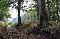 Bos / Forest: Back to the roots