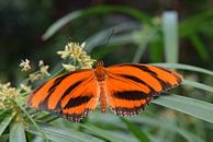 Oranger Schmetterling von Nicolette Vermeulen Miniaturansicht