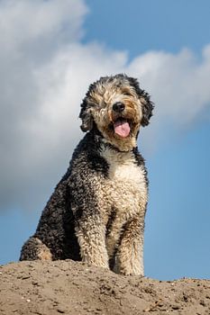 Bodhi le caniche bernois