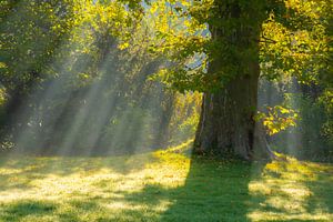 Baum im Herbstlicht