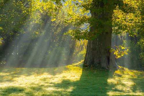 Arbre dans la lumière d'automne