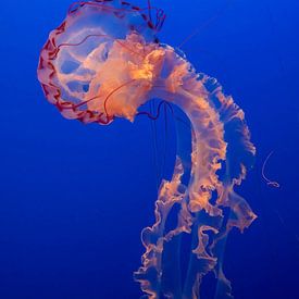 Belle méduse dans l'océan Pacifique sur Erik Verbeeck
