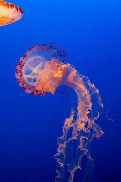 Prachtige Jellyfish in Pacific Ocean van Erik Verbeeck