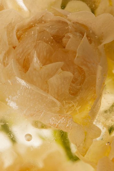Kleine Rose in Eis 1 von Marc Heiligenstein