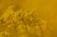 Weelde aan koolzaad in de polder