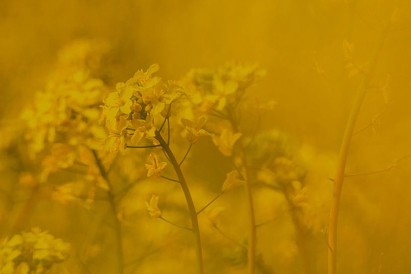 Weelde aan koolzaad in de polder van Jeffrey Hoorns