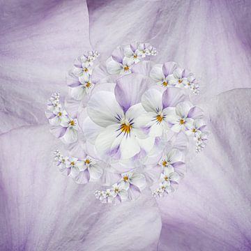 flowers rondo by Klaartje Majoor