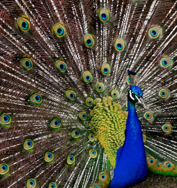 Peacock by Herman Moor