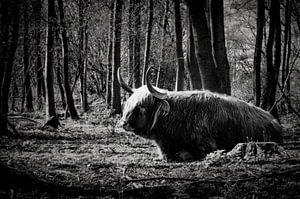 Schottischer Highlander | Ausruhen in einem Naturschutzgebiet von Ricardo Bouman Fotografie