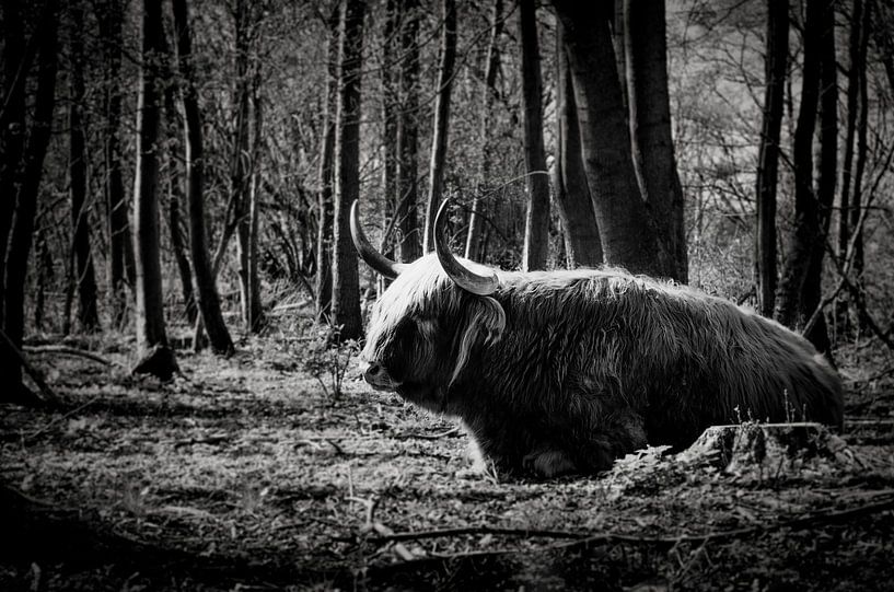 Scottish Highlander in the Low Mountain Forest. by RB-Photography