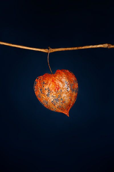 Orangefarbene Lampionblume von Atelier Meta Scheltes