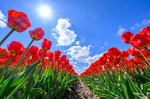 Rode tulpen in de lente van onder gezien met blauwe lucht en zon van Sjoerd van der Wal Fotografie
