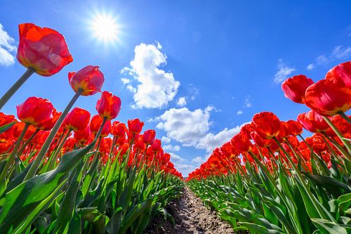 Rode tulpen in de lente van onder gezien met blauwe lucht en zon