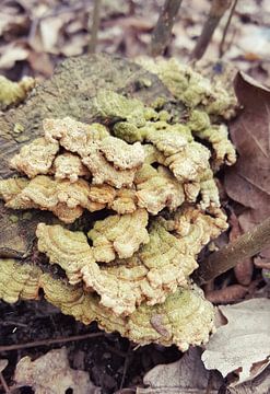 Gekartelde paddenstoel