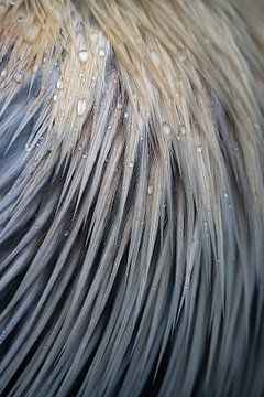 Close-up of beautiful feathers with droplets by Chihong