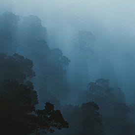 Foggy Mountain Forest by Insolitus Fotografie