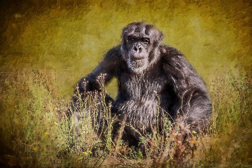 Alter Schimpanse im Gras (Gemälde) von Art by Jeronimo