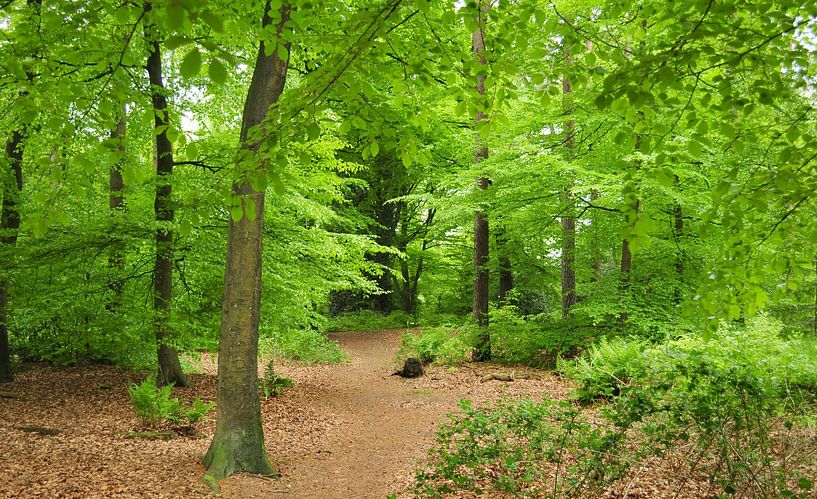 Forêt de printemps à Drente par Corinne Welp