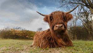 Ein schottischer Highlander in der Nähe