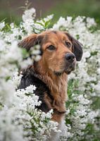 Hundeportrait in der weißen Blüte