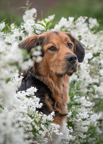 Hundeportrait in der weißen Blüte von Mariska van der Heijden