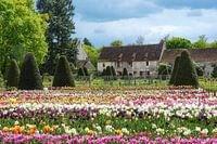 Farm with colourful flowers in garden