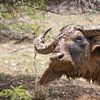 WATERBUFFEL NA MODDERBAD van Eddie Meijer