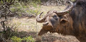 WATERBUFFEL NA MODDERBAD