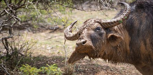 WATERBUFFEL NA MODDERBAD