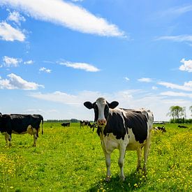Koeien in een weiland met frisgroen gras en wilde boterbloemen van Sjoerd van der Wal