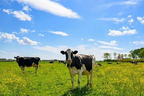 Koeien in een weiland met frisgroen gras en wilde boterbloemen