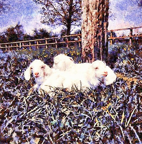 Drie witte geitjes bij zonsondergang