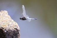 Libelle im Flug von Heike Hultsch Miniaturansicht