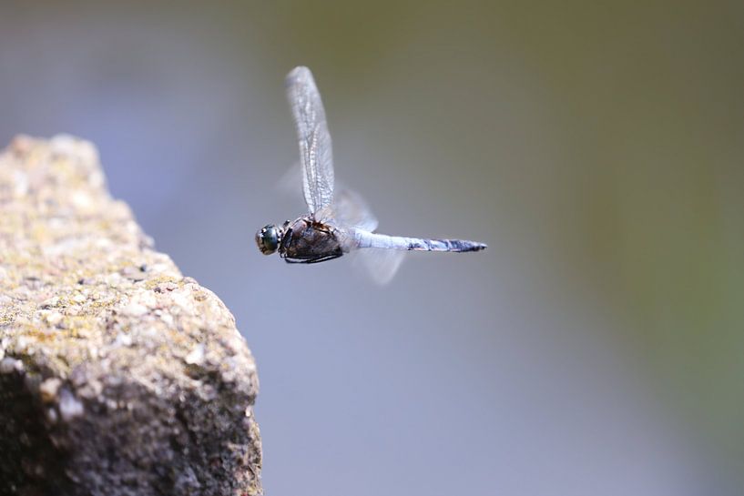 Libelle in vlucht van Heike Hultsch