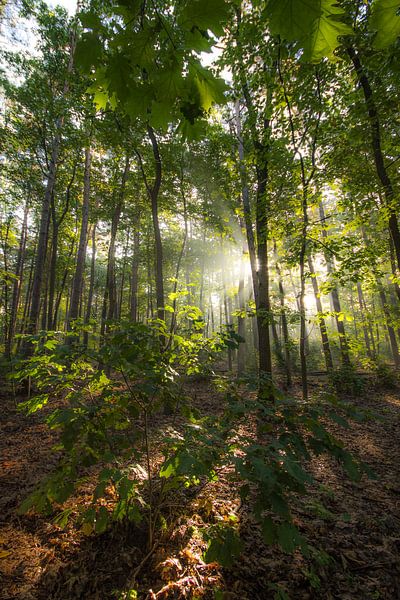 forests by Bart Liesenborgs