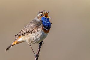 Blauwborst zingt zijn hoogste lied van Herwin Jan Steehouwer