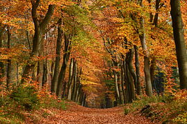 Herbstwald mit warmen Farben