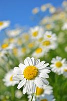 Daisies field