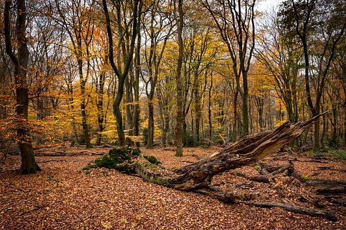 Herfstbos met mooie warme kleuren en tonderzwammen van Kees Dorsman