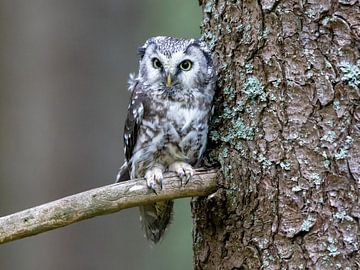 Tengmalm's Owl on a Branch by Manuel Weiter