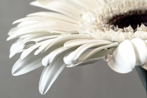 weiße Gerbera mit Tropfen