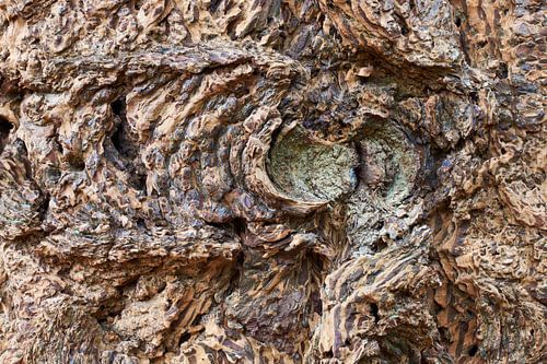 Abstract detail van stam van Douglas spar