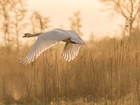 Vlucht van een zwaan
