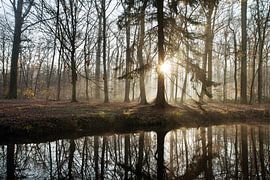 Sun and fog in the forest along the water by Egon Zitter